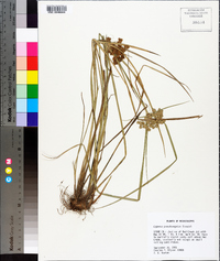 Cyperus pseudovegetus image