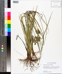 Cyperus pseudovegetus image