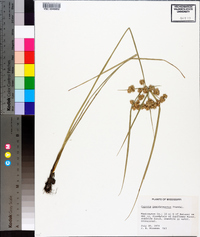 Cyperus pseudovegetus image