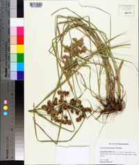 Cyperus pseudovegetus image