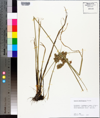 Cyperus pseudovegetus image