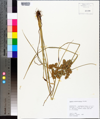 Cyperus pseudovegetus image