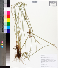 Cyperus pseudovegetus image