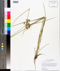 Cyperus pseudovegetus image