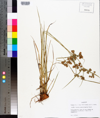 Cyperus pseudovegetus image