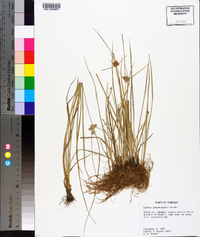 Cyperus pseudovegetus image