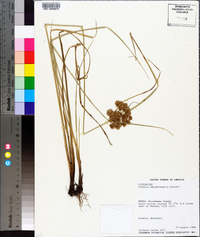 Cyperus pseudovegetus image