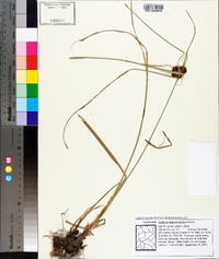 Cyperus pseudovegetus image