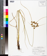 Cyperus pseudovegetus image