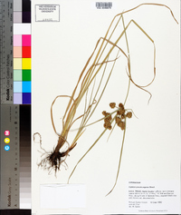 Cyperus pseudovegetus image