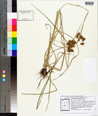 Cyperus pseudovegetus image