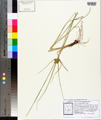 Cyperus pseudovegetus image