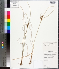 Cyperus pustulatus image