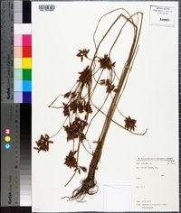 Cyperus pustulatus image