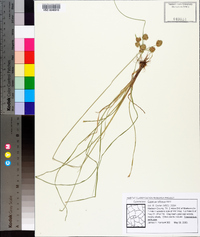 Cyperus reflexus image