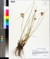 Cyperus reflexus image