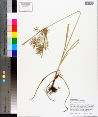 Cyperus refractus image