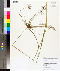 Cyperus refractus image