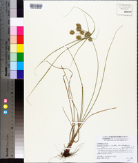 Cyperus retroflexus image