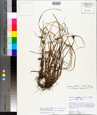 Cyperus retroflexus image