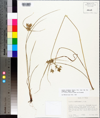 Cyperus retroflexus image