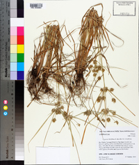 Cyperus retroflexus image