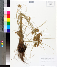 Cyperus retroflexus image