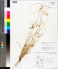 Cyperus retroflexus image