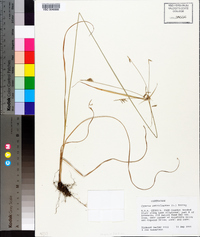 Cyperus retrofractus image