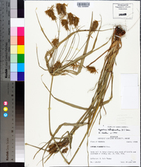 Cyperus retrofractus image