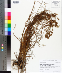 Cyperus retrofractus image