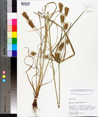 Cyperus retrofractus image