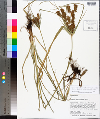 Cyperus retrofractus image