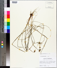 Cyperus retrofractus image