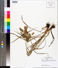 Cyperus retrofractus image