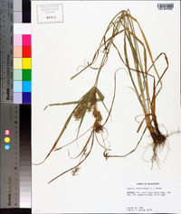 Cyperus retrofractus image