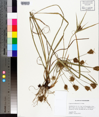 Cyperus retrofractus image