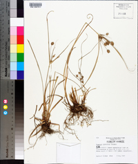 Cyperus retrorsus image