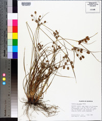 Cyperus retrorsus image