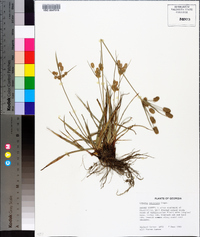 Cyperus retrorsus image