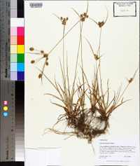 Cyperus retrorsus image