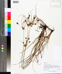 Cyperus retrorsus image