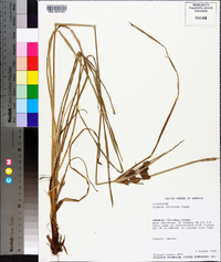 Cyperus retrorsus image