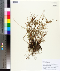 Cyperus retrorsus image