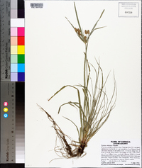 Cyperus retrorsus image