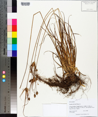 Cyperus retrorsus image