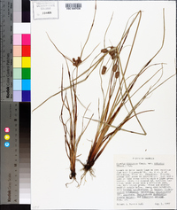 Cyperus retrorsus image