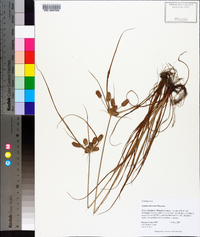 Cyperus retrorsus image