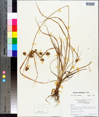 Cyperus retrorsus image