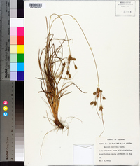 Cyperus retrorsus image